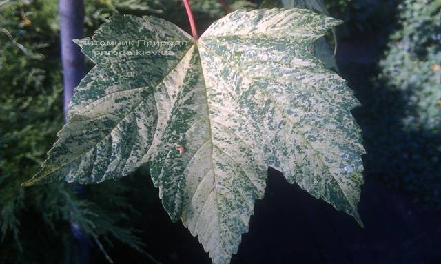 Клён псевдоплатановый Леопольди/Leopoldii (Acer pseudoplatanus Leopoldii) ФОТО Питомник растений Природа Priroda (1)