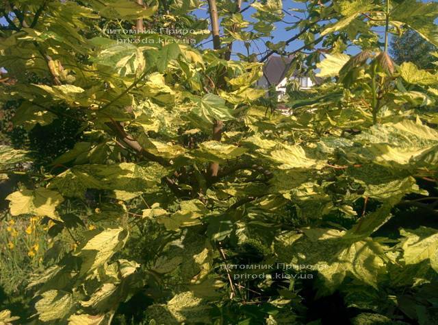 Клён псевдоплатановый Леопольди/Leopoldii (Acer pseudoplatanus Leopoldii) ФОТО Питомник растений Природа Priroda (3)