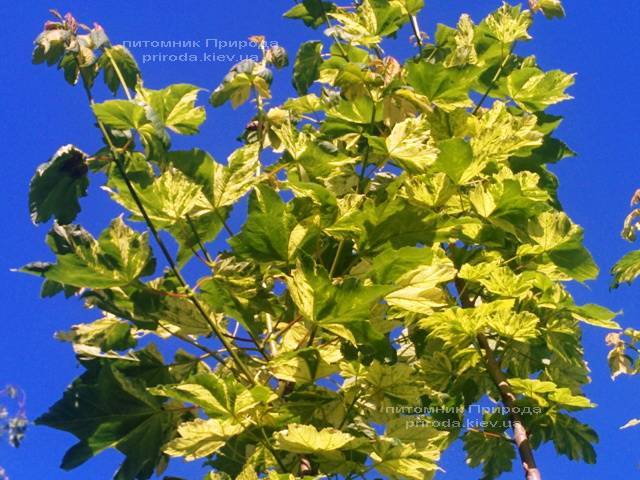 Клён псевдоплатановый Леопольди/Leopoldii (Acer pseudoplatanus Leopoldii) ФОТО Питомник растений Природа Priroda (4)