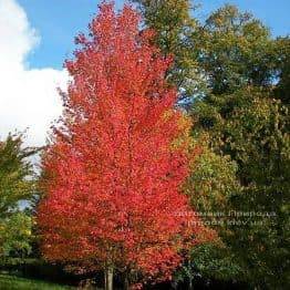 Клен червоний (Acer rubrum) ФОТО Розплідник рослин Природа Priroda (5)