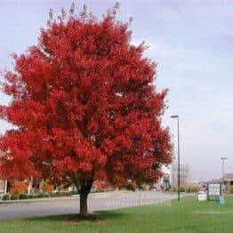 Клен красный (Acer rubrum) ФОТО Питомник растений Природа Priroda (6)