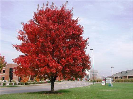 Клен красный (Acer rubrum) ФОТО Питомник растений Природа Priroda (6)