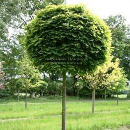 Клен гостролистий кулястий Глобозум (Acer platanoides Globosum) на штамбі ФОТО Розплідник рослин Природа Priroda (26)