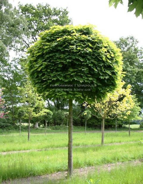 Клен остролистный шаровидный Глобозум (Acer platanoides Globosum) на штамбе ФОТО Питомник растений Природа Priroda (26)