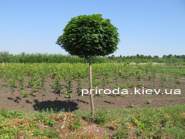 Клен остролистный шаровидный Глобозум (Acer platanoides Globosum) на штамбе ФОТО Питомник растений Природа Priroda (37)