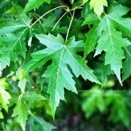 Клен сріблястий (Acer saccharinum) ФОТО Розплідник рослин Природа Priroda (17)