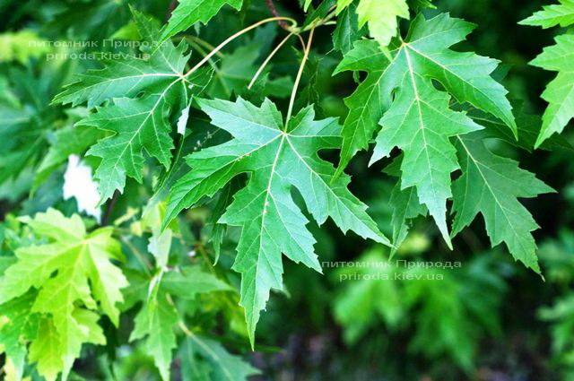 Клён серебристый (Acer saccharinum) ФОТО Питомник растений Природа Priroda (17)