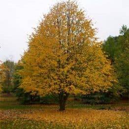 Липа дрібнолиста (Tilia cordata) Розсадник рослин Природа (21)