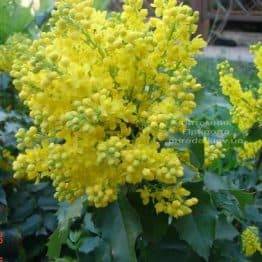 Магонія падуболистная (Mahonia aquifolium) ФОТО Розплідник рослин Природа Priroda (1)