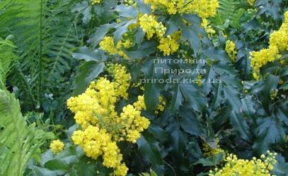 Магонія падуболистная (Mahonia aquifolium) ФОТО Розплідник рослин Природа Priroda (5)