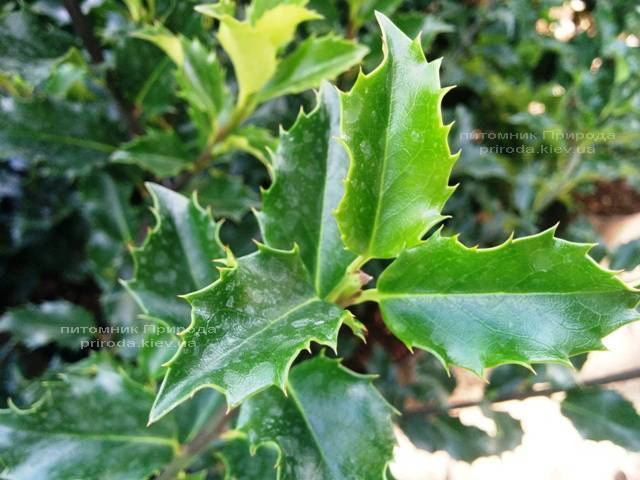 Падуб гостролистий (Ilex aquifolium) ФОТО Розплідник рослин Природа Priroda (2)