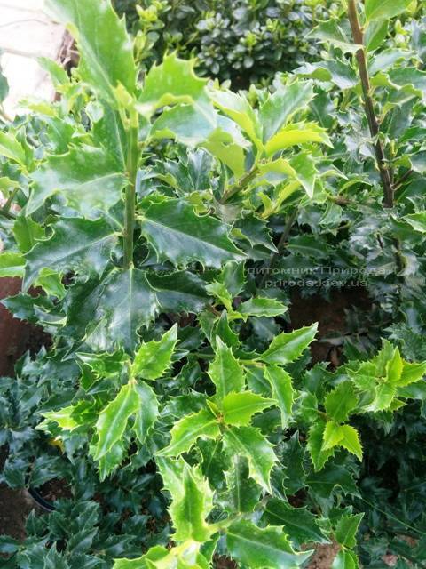 Падуб гостролистий (Ilex aquifolium) ФОТО Розплідник рослин Природа Priroda (4)