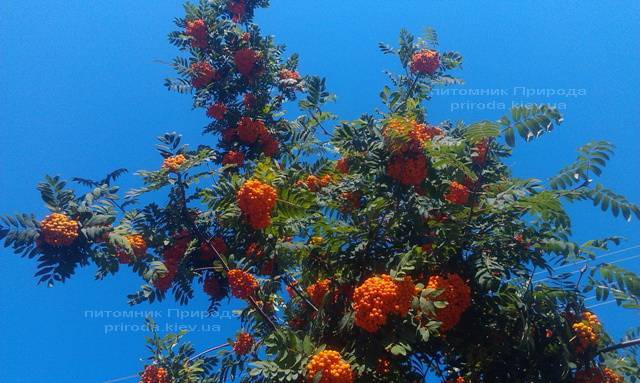 Рябина обыкновенная плакучая Пендула (Sorbus aucuparia Pendula) на штамбе ФОТО Питомник растений Природа Priroda (18)