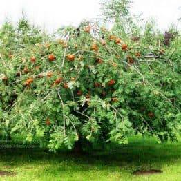 Горобина звичайна плакуча Пендула (Sorbus aucuparia Pendula) на штамбі ФОТО Розплідник рослин Природа Priroda (19)