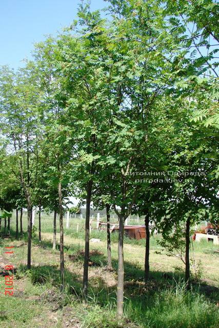 Рябина обыкновенная (Sorbus aucuparia) ФОТО Питомник растений Природа Priroda (7)