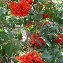 Рябина обыкновенная (Sorbus aucuparia) ФОТО Питомник растений Природа Priroda (8)