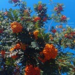 Рябина обыкновенная (Sorbus aucuparia) ФОТО Питомник растений Природа Priroda (12)