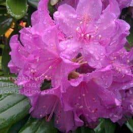 Рододендрон крупноцветковый Катебинский Грандифлорум (Rododendron Catawbiense Grandiflorum) ФОТО Питомник растений Природа Priroda (67)