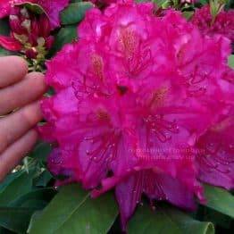 Рододендрон крупноцветковый Американ Бьюти (Rododendron Pearces American Beauty) ФОТО Питомник растений Природа Priroda (55)