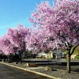 Слива растопыренная Нигра/Nigra (Prunus cerasifera Nigra) ФОТО Питомник растений Природа Priroda (10)