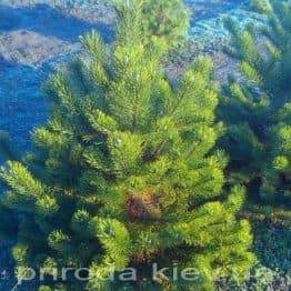 Сосна горная (Pinus mugo) ФОТО Питомник растений Природа Priroda (8)