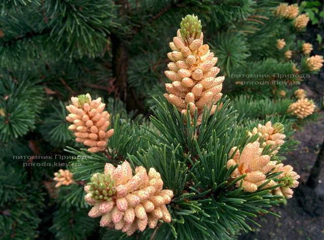 Сосна горная (Pinus mugo) ФОТО Питомник растений Природа Priroda (18)