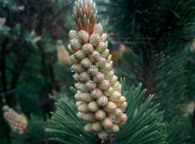 Сосна гірська (Pinus mugo) ФОТО Розплідник рослин Природа Priroda (10)