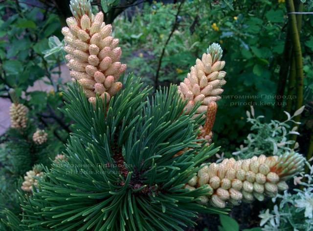 Сосна горная (Pinus mugo) ФОТО Питомник растений Природа Priroda (12)
