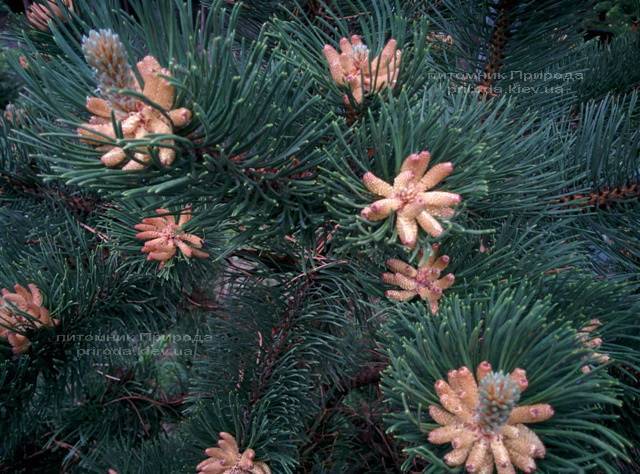 Сосна горная (Pinus mugo) ФОТО Питомник растений Природа Priroda (13)