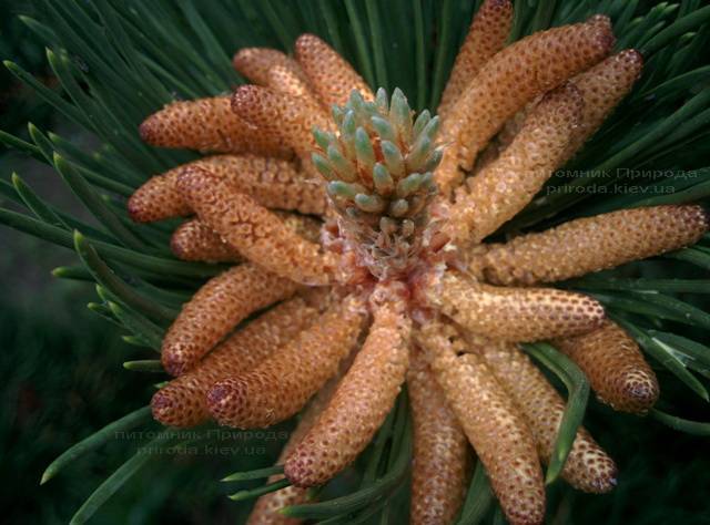 Сосна горная (Pinus mugo) ФОТО Питомник растений Природа Priroda (14)