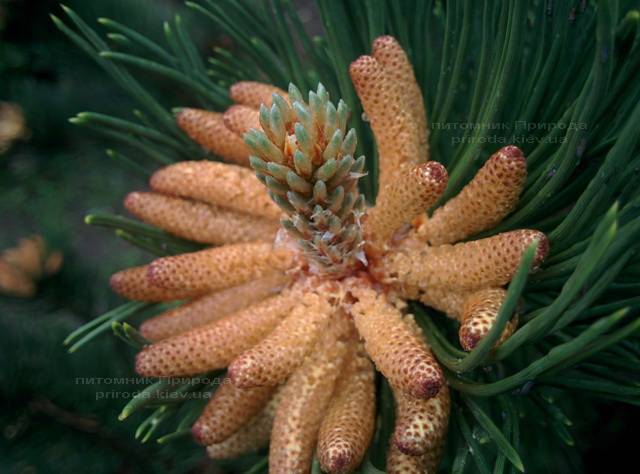 Сосна горная (Pinus mugo) ФОТО Питомник растений Природа Priroda (15)
