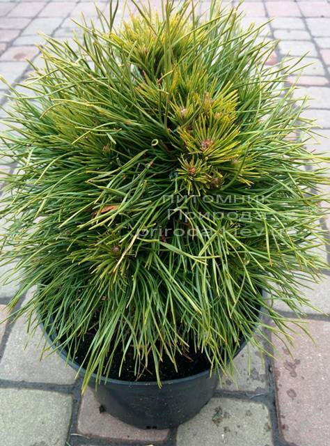 Сосна горная Варелла (Pinus mugo Varella) ФОТО Питомник растений Природа Priroda (2)