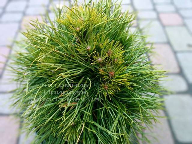 Сосна горная Варелла (Pinus mugo Varella) ФОТО Питомник растений Природа Priroda (3)