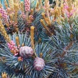 Сосна мелкоцветковая Негиши (Pinus parviflora Negishi) ФОТО Питомник растений Природа Priroda (23)