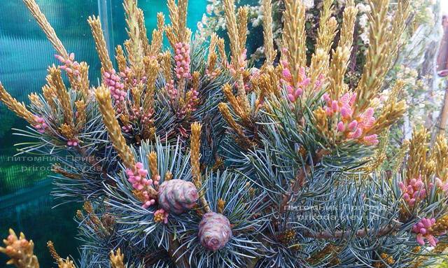 Сосна мелкоцветковая Негиши (Pinus parviflora Negishi) ФОТО Питомник растений Природа Priroda (27)