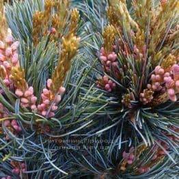 Сосна мелкоцветковая Негиши (Pinus parviflora Negishi) ФОТО Питомник растений Природа Priroda (28)