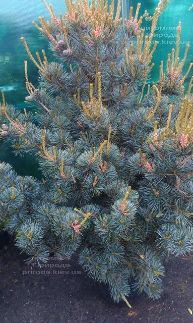 Сосна мелкоцветковая Негиши (Pinus parviflora Negishi) ФОТО Питомник растений Природа Priroda (26)