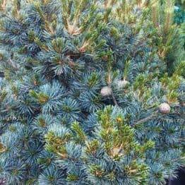 Сосна мелкоцветковая Негиши (Pinus parviflora Negishi) ФОТО Розплідник рослин Природа Priroda (32)