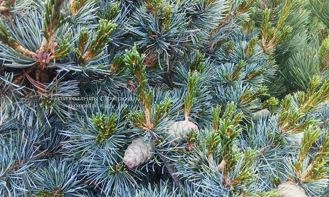 Сосна мелкоцветковая Негиши (Pinus parviflora Negishi) ФОТО Питомник растений Природа Priroda (33)