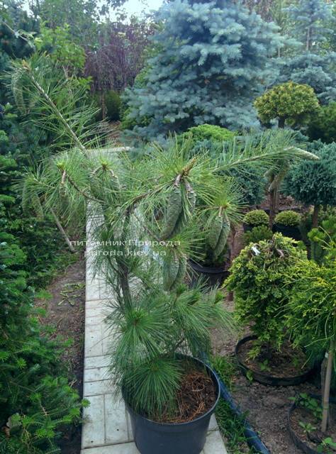 Сосна Шверина Витхорст (Pinus schwerinii Wiethorst) ФОТО Питомник растений Природа Priroda (20)