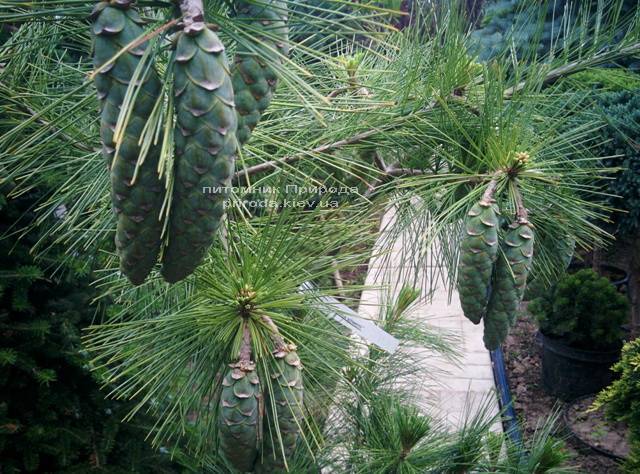 Сосна Шверина Витхорст (Pinus schwerinii Wiethorst) ФОТО Питомник растений Природа Priroda (21)