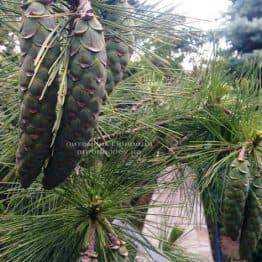 Сосна Шверина Вітхорст (Pinus schwerinii Wiethorst) ФОТО Розплідник рослин Природа Priroda (22)