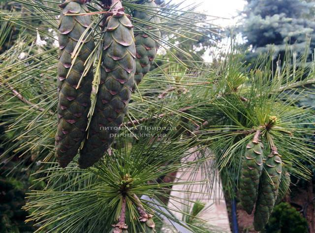 Сосна Шверина Витхорст (Pinus schwerinii Wiethorst) ФОТО Питомник растений Природа Priroda (22)