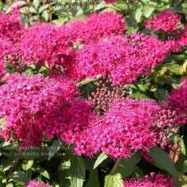 Cпірея японська Ентоні Ватерер (Spiraea japonica Аnthony Waterer) ФОТО Розплідник рослин Природа Priroda