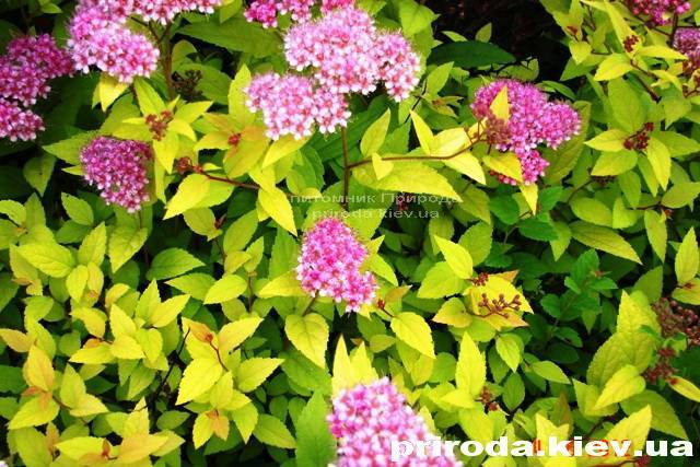 Спирея японская Голдмаунд (Spiraea japonica Goldmound) ФОТО Питомник растений Природа Priroda (23)