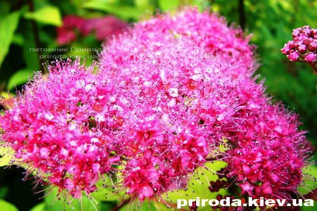 Спирея японская Голдмаунд (Spiraea japonica Goldmound) ФОТО Питомник растений Природа Priroda (24)