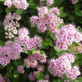 Спирея японская Литл Принцесс (Spiraea japonica Little Princess) ФОТО Питомник растений Природа Priroda (5)