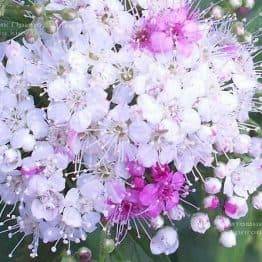 Спірея японська Дженпей Шіробана (Spiraea japonica Genpei Shirobana) ФОТО Розплідник рослин Природа Priroda (1)