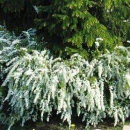 Спірея сіра Грефшейм (Spiraea cinerea Grefsheim) ФОТО Розплідник рослин Природа Priroda (31)