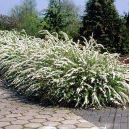 Спирея серая Грефшейм (Spiraea cinerea Grefsheim) ФОТО Питомник растений Природа Priroda (34)